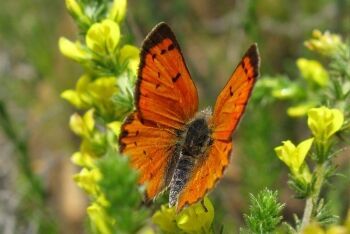 Copper Butterfly, Jonkershoek Nature Reserve, Stellenbosch, Cape Winelands