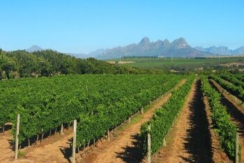 Vineyards on Meerlust Estate, just outside Stellenbosch, Cape Winelands