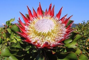 The King Protea, Protea cynaroides in Stellenbosch, Cape Winelands